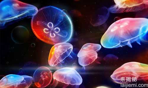 震撼！未来海洋将被数不尽的水母承包233 / 作者:UFO来啦 / 帖子ID:66132