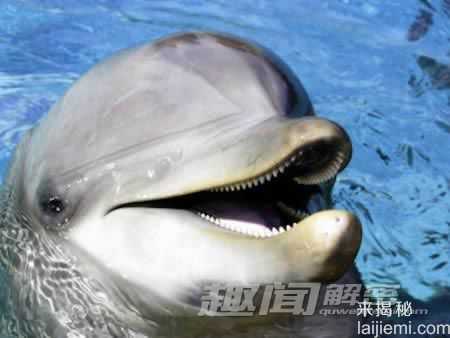 牙齿奇特的十种生物-似人齿的鱿鱼618 / 作者:UFO来啦 / 帖子ID:64823