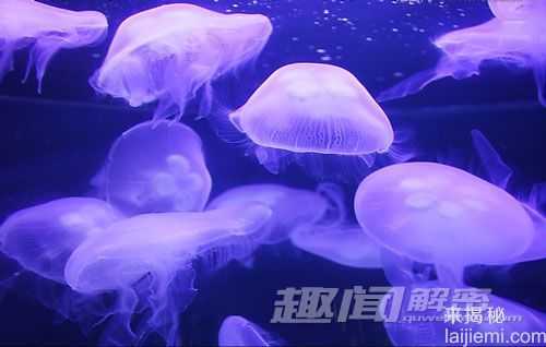 震撼！未来海洋将被数不尽的水母承包663 / 作者:UFO来啦 / 帖子ID:66132