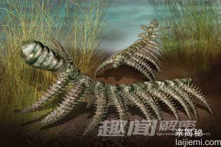 盘点地球上最原始的奇异生物532 / 作者:UFO来啦 / 帖子ID:65140