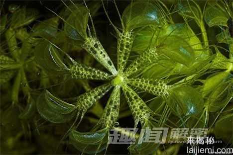 15大奇异珍稀植物：尸花释放腐烂尸体臭味113 / 作者:UFO来啦 / 帖子ID:61154