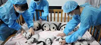 以卖萌为生的熊猫 是怎样成为国宝的484 / 作者:UFO来啦 / 帖子ID:62092