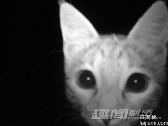 相机陷阱拍到的罕见动物668 / 作者:UFO来啦 / 帖子ID:65247