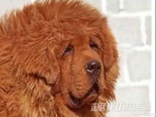 身价是大熊猫20倍！世界最贵动物盘点313 / 作者:UFO来啦 / 帖子ID:65869