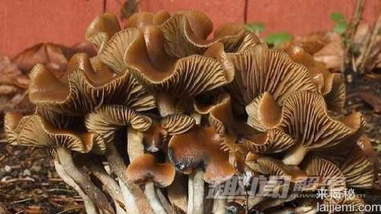致幻蘑菇的奥秘：致幻蘑菇是如何工作的777 / 作者:UFO爱好者 / 帖子ID:66840