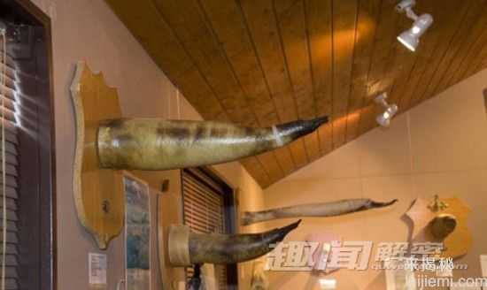 瞠目结舌：探秘冰岛动物生殖器博物馆415 / 作者:UFO来啦 / 帖子ID:65267