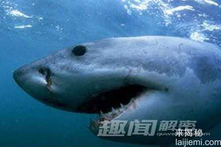 令人震撼：海洋中十大诡异的动物群像110 / 作者:UFO来啦 / 帖子ID:62044