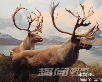 震惊！十大远古灭绝动物离奇复活!13 / 作者:UFO来啦 / 帖子ID:66099