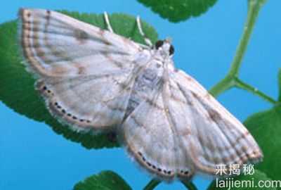 世上十大人类无法匹敌的超能力动物347 / 作者:UFO来啦 / 帖子ID:61341