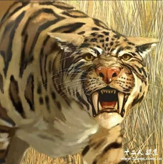 史前猫科动物异剑齿虎，长着獠牙的凶残猎手903 / 作者:UFO来啦 / 帖子ID:62786