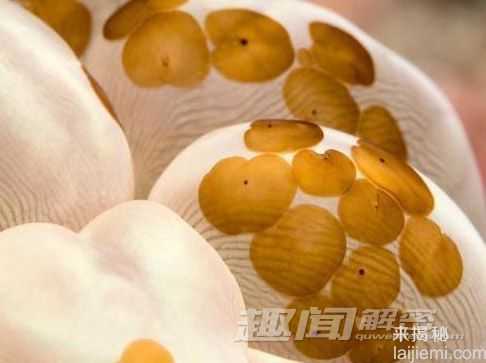 你所不知道的 十大吞食阳光的稀奇生物32 / 作者:UFO来啦 / 帖子ID:62201