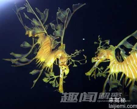 闻所未闻!全球最恐怖最罕见的动物(图)363 / 作者:UFO来啦 / 帖子ID:66017