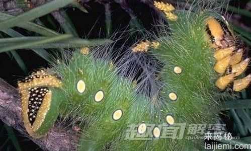 盘点世界各种奇怪毛毛虫：各种奇葩出场554 / 作者:UFO来啦 / 帖子ID:65063