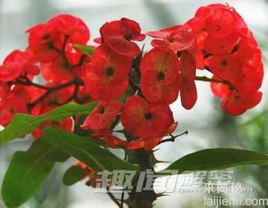 盘点八种致癌植物：真的能致癌吗？477 / 作者:UFO来啦 / 帖子ID:65116