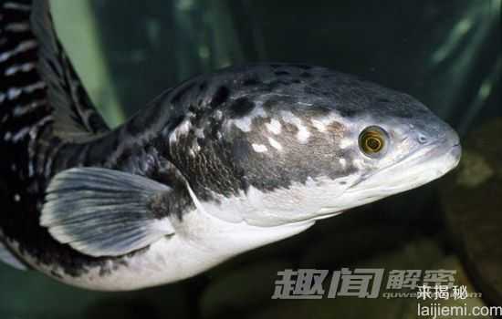 令人恐惧13种淡水动物-食人鱼牙齿锋利381 / 作者:UFO来啦 / 帖子ID:62095