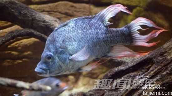 濒临灭绝！自然界六种最孤独的动物72 / 作者:UFO来啦 / 帖子ID:64775