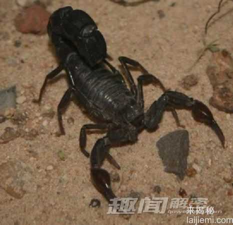 自然界致命10大毒蝎：“死神的朋友”957 / 作者:UFO来啦 / 帖子ID:65608