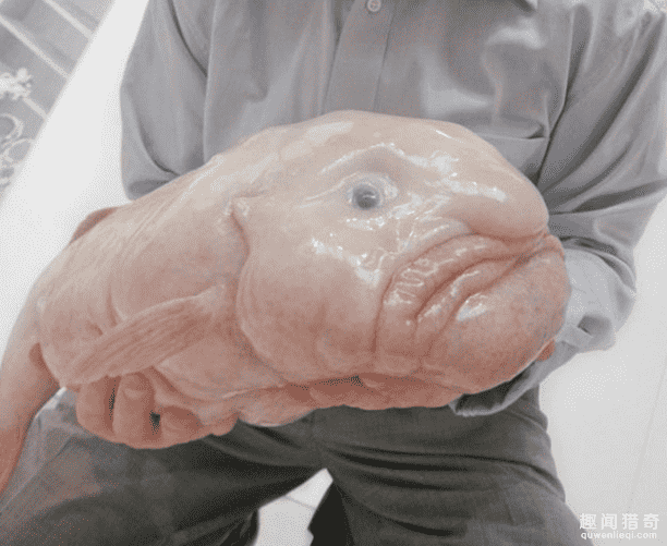 震惊！世界上最诡秘的25种海底动物5 / 作者:UFO来啦 / 帖子ID:66096