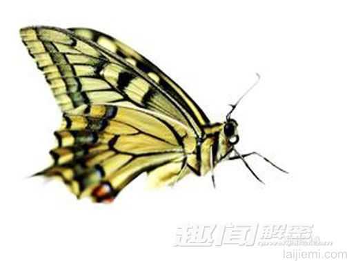 家中现怪异昆虫 专家称实为蛾子求偶217 / 作者:UFO外星人爱好者 / 帖子ID:59859
