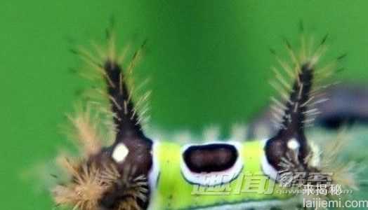 盘点世界各种奇怪毛毛虫：各种奇葩出场475 / 作者:UFO来啦 / 帖子ID:65063