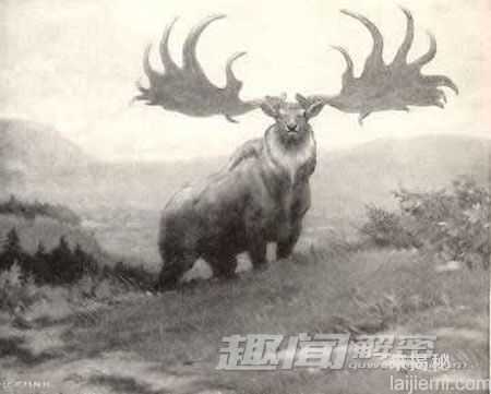 十大灭绝动物：爱尔兰大鹿7700年前灭绝938 / 作者:UFO来啦 / 帖子ID:62347