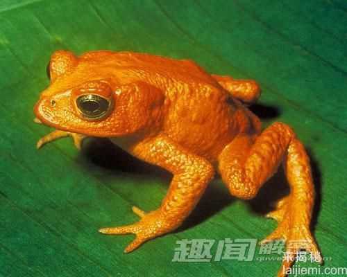 过去十年全球灭绝的十大动物104 / 作者:UFO来啦 / 帖子ID:65892