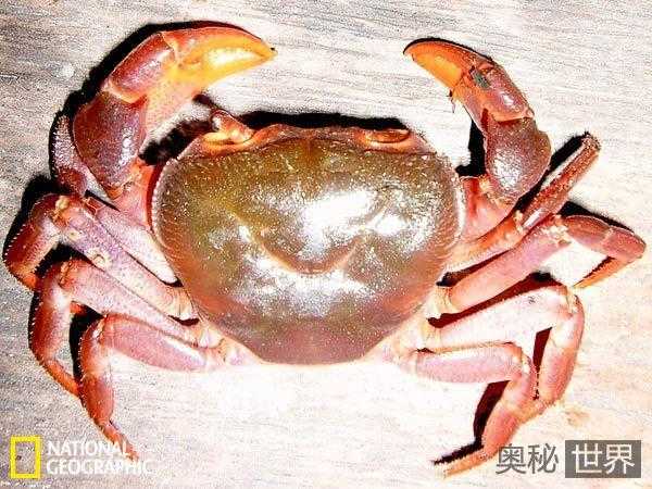菲律宾最新发现4种罕见的新种螃蟹604 / 作者:UFO来啦 / 帖子ID:65674
