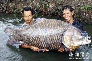 3个人才能抱得住！世界最大鲤鱼重达201斤79 / 作者:UFO来啦 / 帖子ID:66301