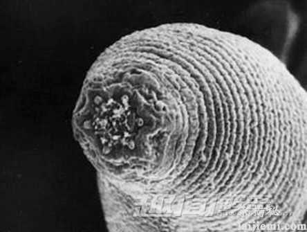 神奇!科学家在地球最深处发现魔鬼蠕虫783 / 作者:UFO爱好者 / 帖子ID:66733 神奇!科学家在地球最深处发现魔鬼蠕虫783 / 作者:UFO爱好者 / 帖子ID:66733