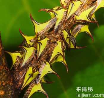 变化多端的角蝉：模拟真菌感染昆虫形态828 / 作者:UFO来啦 / 帖子ID:62659