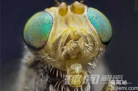 进餐礼仪：八大动植物的恐怖进食特征137 / 作者:UFO来啦 / 帖子ID:65905