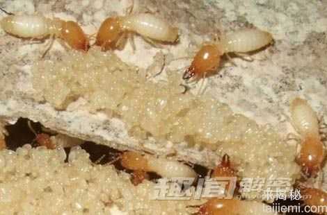 白蚁蚁后如何解决家族乱伦问题?266 / 作者:UFO来啦 / 帖子ID:64994 白蚁蚁后如何解决家族乱伦问题?266 / 作者:UFO来啦 / 帖子ID:64994