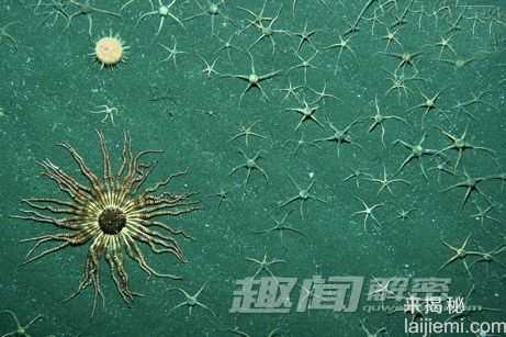 南极海域发现新生物：恐怖的巨型水螅虫161 / 作者:UFO来啦 / 帖子ID:62565