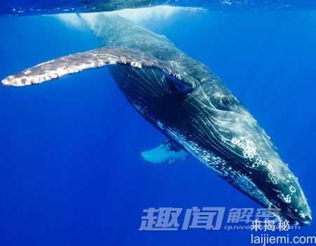 盘点那些鲜为人知的动物奇闻339 / 作者:UFO来啦 / 帖子ID:65199