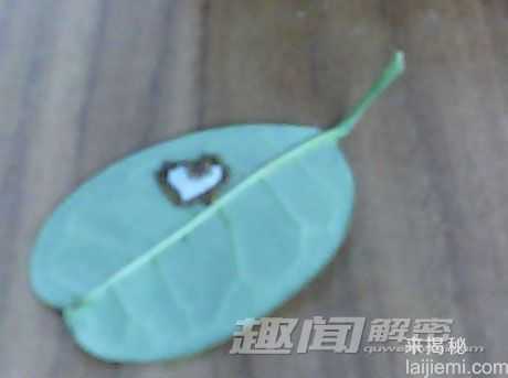 “心心相印”虫：昆虫也会秀恩爱（图）555 / 作者:UFO来啦 / 帖子ID:61245