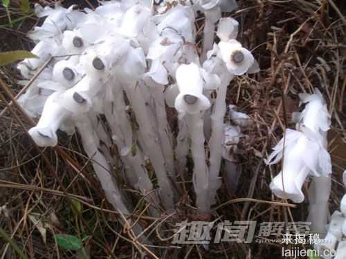 盘点植物中的恐怖分子：能吃羊的食羊树589 / 作者:UFO来啦 / 帖子ID:65161