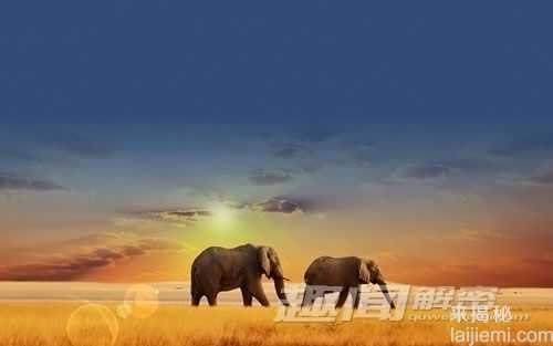 动物界的奇闻：大象具有惊人记忆力364 / 作者:UFO来啦 / 帖子ID:62360