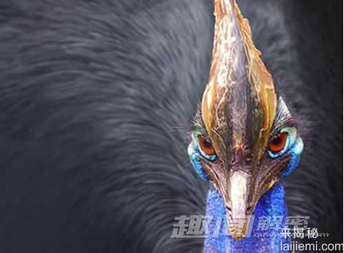 最危险的鸟：有匕首型爪子的食火鸡668 / 作者:UFO来啦 / 帖子ID:64207