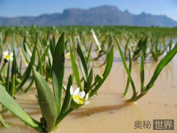 非洲正在消失的七种生物592 / 作者:UFO来啦 / 帖子ID:66128