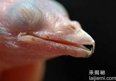 恐怖“大嘴”动物：盲鳗嘴如女性生殖器408 / 作者:UFO来啦 / 帖子ID:63784