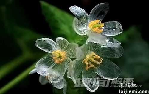 怪异植物：山荷叶遇水后透明如水晶279 / 作者:UFO外星人爱好者 / 帖子ID:59026