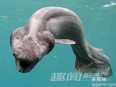 水怪之谜再现：乌克兰惊现史前鲨鱼？134 / 作者:UFO来啦 / 帖子ID:64574