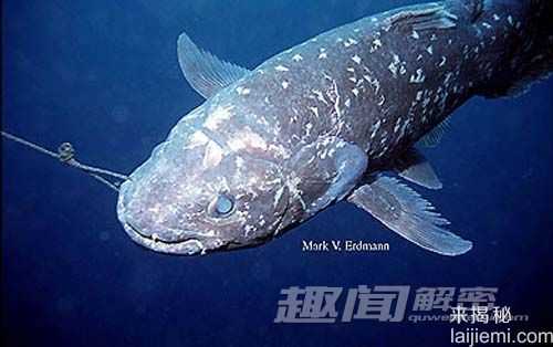 恐龙时代的活化石-腔棘鱼 或走向灭绝481 / 作者:UFO来啦 / 帖子ID:63797