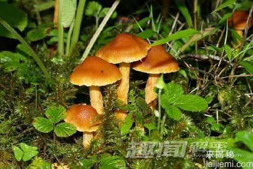 自然界中让人意想不到的十大杀手480 / 作者:UFO来啦 / 帖子ID:65596