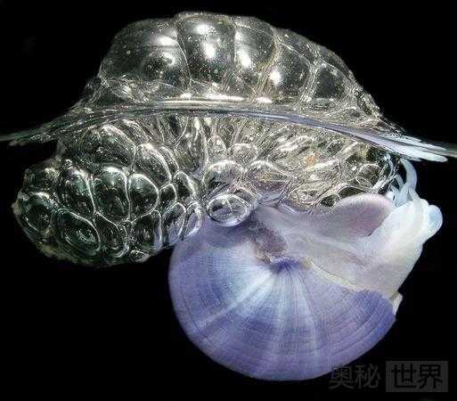 奇特蜗牛自制气泡筏在海中冲浪626 / 作者:UFO来啦 / 帖子ID:63455