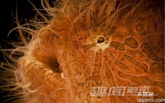 闪爆你的眼球！神秘诡异的深海生物722 / 作者:UFO来啦 / 帖子ID:66022