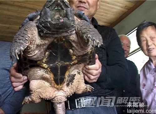 南京村民江边捡到18斤大鳄龟：凶猛异常317 / 作者:UFO外星人爱好者 / 帖子ID:60045