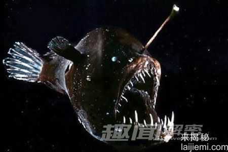 世界十大令人畏惧的深海怪兽213 / 作者:UFO来啦 / 帖子ID:61766 世界十大令人畏惧的深海怪兽213 / 作者:UFO来啦 / 帖子ID:61766
