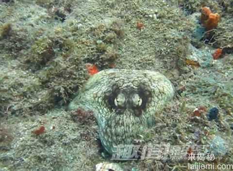 章鱼如何分辨周围环境颜色 完美伪装？117 / 作者:UFO外星人爱好者 / 帖子ID:59126
