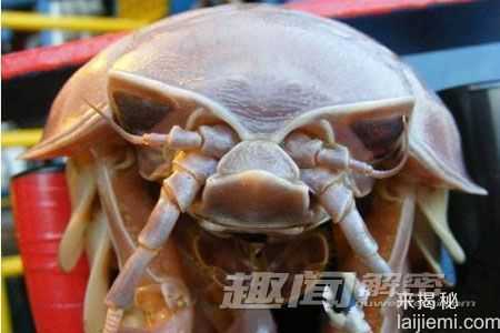 毛骨悚然！地球上真实存在的十大怪兽281 / 作者:UFO来啦 / 帖子ID:64561